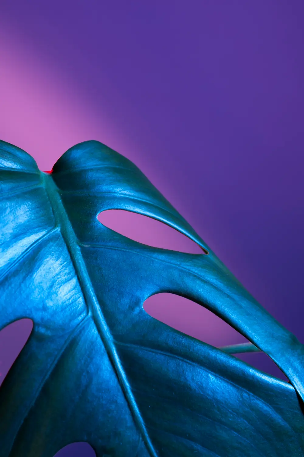 Image décorative d'une plante