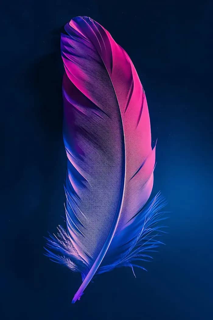 Image décorative d'une plume